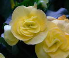 Begonia X Hiemalis